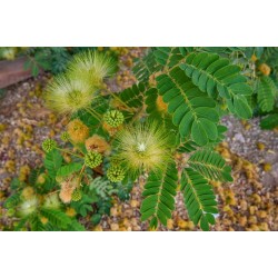 Albizia lebbeck