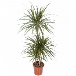 Dracaena marginata