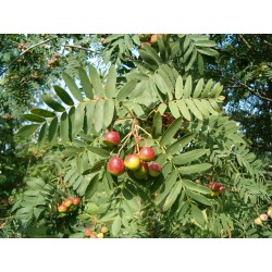 Sorbus domestica