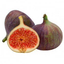 Higuera cuello de dama negra