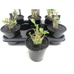 Adenium ansu baobab