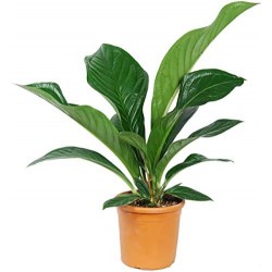 Anthurium jenmanii