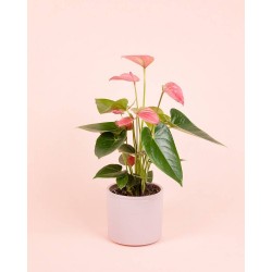 Anthurium andreanum...