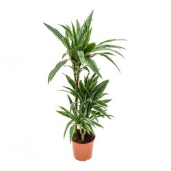 Dracaena deremensis warneckei