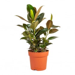 Ficus elastica petite melany