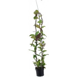Hoya dark red