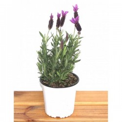 Lavanda stoechas