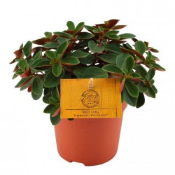 Peperomia red log