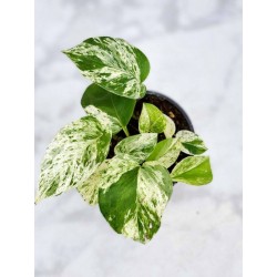 Potho marble queen