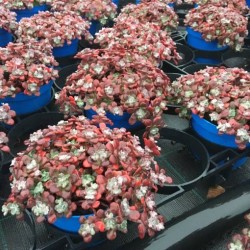 Sedum purpureum