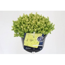 Sedum arce yellow queen
