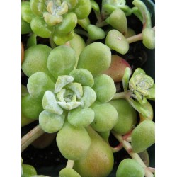 Sedum spathulifolim
