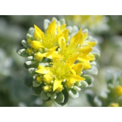 Sedum spectabile cape blanco