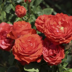 RosalL Orange Symphonie