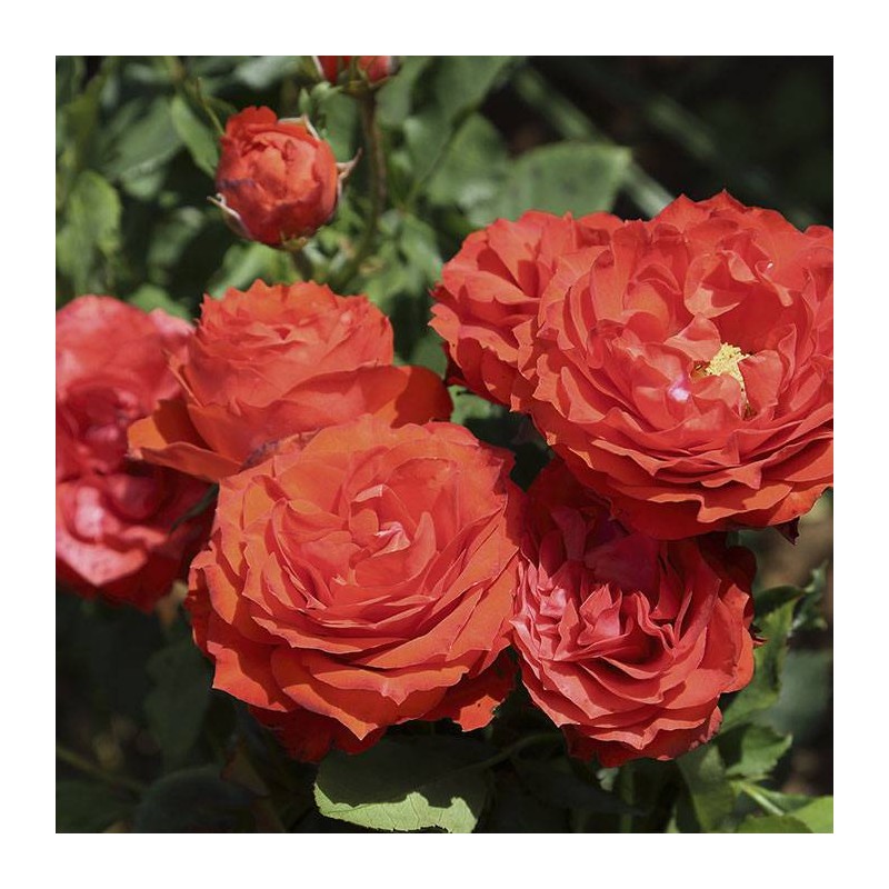 RosalL Orange Symphonie