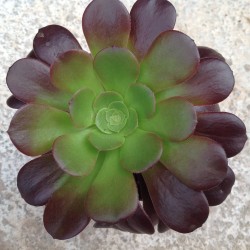 Aeonium arboreum