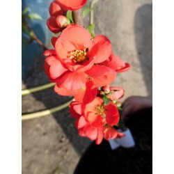 Chaenomeles speciosa...