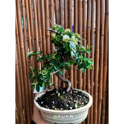 Bonsái Cotoneaster
