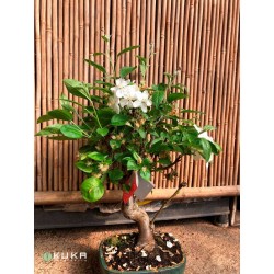 Bonsái malus everest