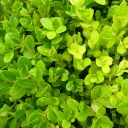 BOJ SEMPERVIRENS