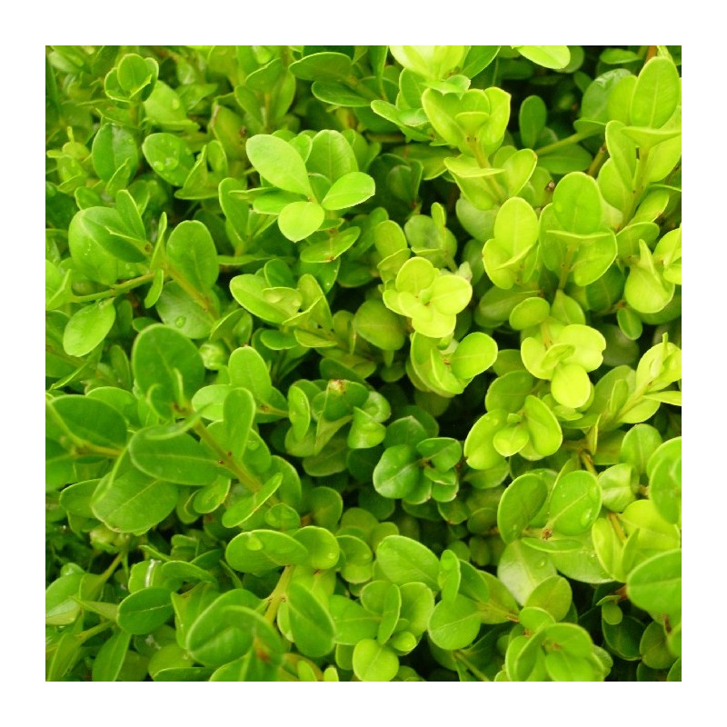 BOJ SEMPERVIRENS