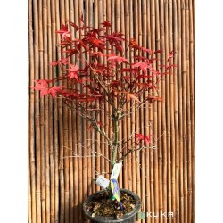 Bonsái Acer palmatum deshogo