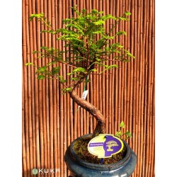 Bonsái metasequoia...