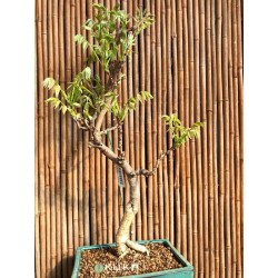 GLICINIA BONSAI