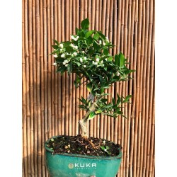 Bonsái citrus myrtifolia