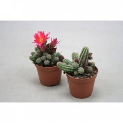 Cactus chamaecereus ubink...