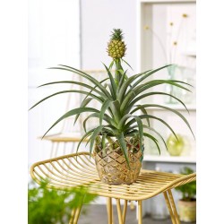 Ananas corona