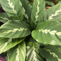 Calathea maui queen