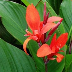 Canna indica hoja verde