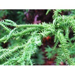 Cryptomeria Japonica Ransen