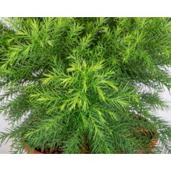 Cryptomeria monstrosa nana