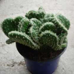 Opuntia Cylindrica Cristata