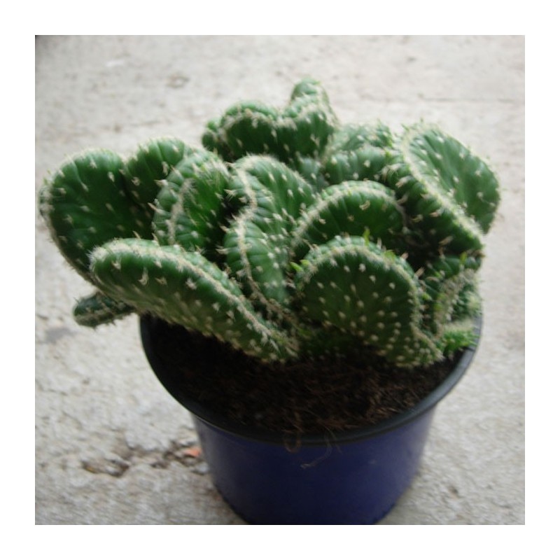 Opuntia Cylindrica Cristata