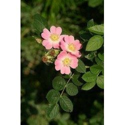 Rosal eglanteria