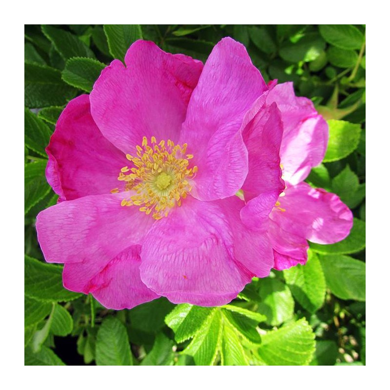 Rosal rugosa rubra