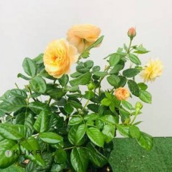 Rosal comestible spicy