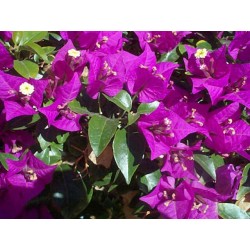 Bougainvillea glaba sanderiana