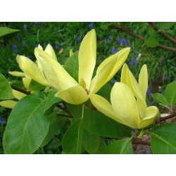 Magnolia daphne
