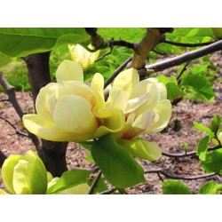 Magnolia sunsation