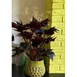 Begonia black taffeta