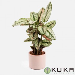 Calathea majestica