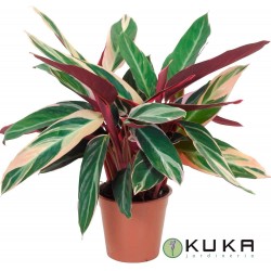 Calathea stromanthe triostar