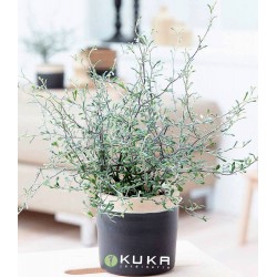 Corokia maori green