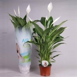 Spathiphyllum bingo cupido