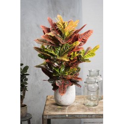 Croton excellent