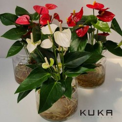 Anthurium acuático